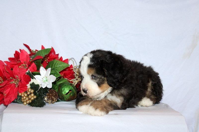 puppy, for, sale, Mini Bernedoodle F2, Matthew B. Stoltzfus, dog, breeder, Gap, PA, dog-breeder, puppy-for-sale, forsale, nearby, find, puppyfind, locator, puppylocator, aca